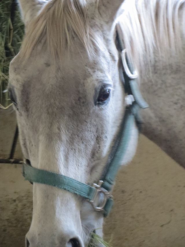 ヤマニントゥドロワ