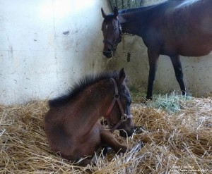 当歳の頃のヤマニンマンドールと母ヤマニンエマイユ