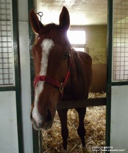 育成時代のヤマニントライブ