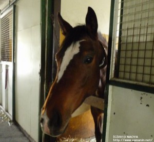 育成時代のヤマニンバステト