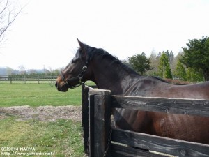 育成時代のヤマニンピエドール