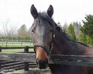 育成時代のヤマニンピエドール