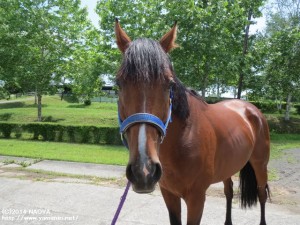 2014年初夏 休養中のハノハノ