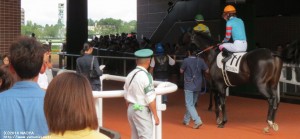 札幌競馬場・ヤマニンシバルリー