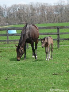 当歳の頃のヤマニンナジャーハと母ヤマニンシュクル