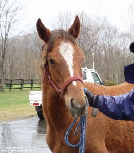 1歳時のヤマニンシャンデル