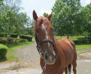 ヤマニンキングリー・夏の放牧