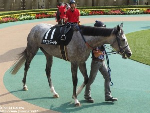 2014年10月 山中湖特別　ヤマニンプードレ