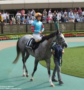 2014年10月 山中湖特別　ヤマニンプードレと松岡騎手
