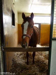 育成時代のヤマニンプチローブ