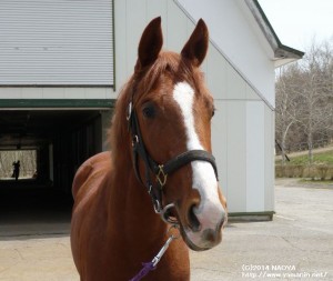 育成時代のリシーハット