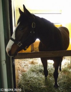 育成時代のヤマニンボンプアン