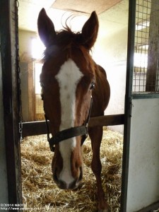 育成時代のヤマニンバリトン