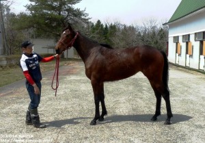 育成時代のヤマニンルバンシュ