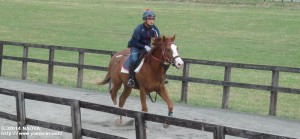 育成時代のヤマニンリルストルと石井場長