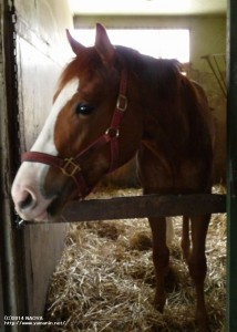 育成時代のヤマニンリルストル