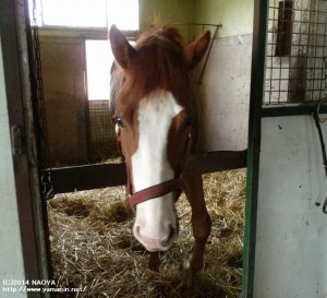 派手な顔のヤマニンリルストル