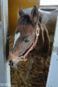 当歳時のテルメディカラカラ