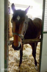 育成時代のクオリアンカ