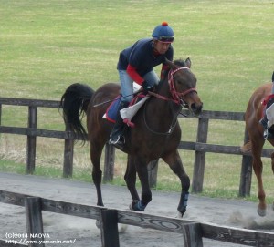 育成時代のヤマニンブルーテと渡部さん