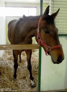 育成時代のヤマニンブルーテ