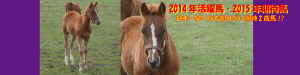 2014年活躍馬・2015年期待馬