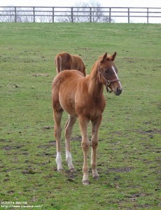 当歳時のヤマニンメルベイユの2013