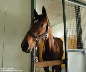 育成時代のヤマニンロードン