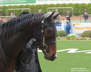 ３歳未勝利のヤマニントルーパー