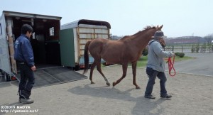 メルベイユを馬運車から