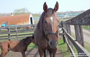 ヤマニンエマイユ