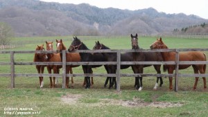 ブラズーカを見守る同級生の牝馬たち