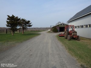 錦岡牧場泊津繁殖場・放牧地