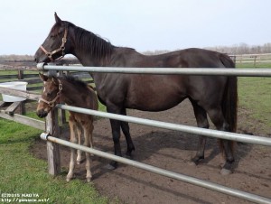 ヤマニンパソドブルと2015年の当歳