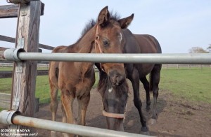 ヤマニンパソドブルと2015年の当歳
