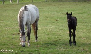 ヤマニンパピオネと2015年の当歳