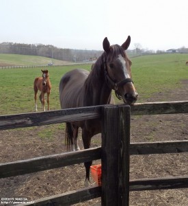 ヤマニンアストレアと2015年の当歳