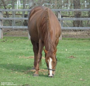 ヤマニンプロローグ