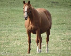 ヤマニンファビュル