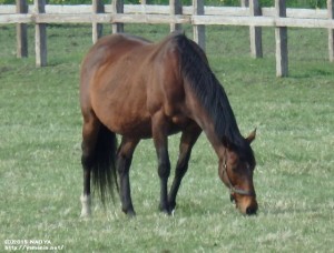 ヤマニンパラダイス(遠い……)