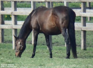 ガンダーラプソディ