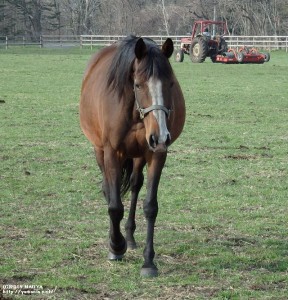ボーテセレスト