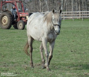 ジョリーダンス