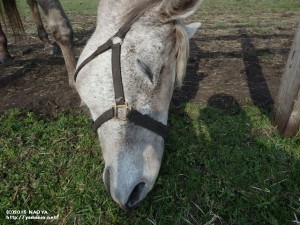 ジョリーダンス