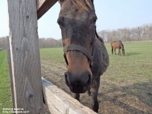 ヤマニンジュエリー