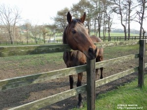 グローバル師匠