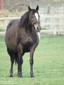 出産前のヤマニンスフィアー