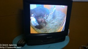 泊津で見守るカメラ