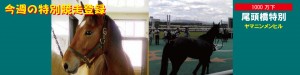 今週の特別競走登録･ヤマニンメンヒル