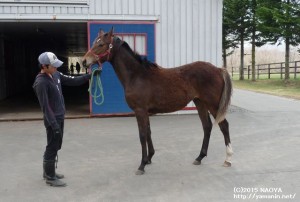 1歳時のヤマニンジーベック